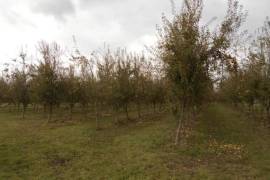 Large Plot of Pear Trees generating Income