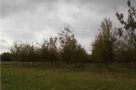 Large Plot of Pear Trees generating Income
