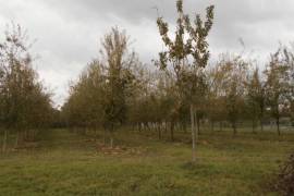 Large Plot of Pear Trees generating Income