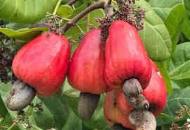 Excellent Plot of land Cashew Nut Farm for sale in