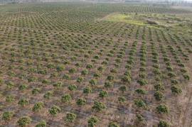 Excellent Plot of land Cashew Nut Farm for sale in