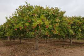 Excellent Plot of land Cashew Nut Farm for sale in