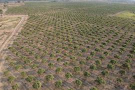 Excellent Plot of land Cashew Nut Farm for sale in