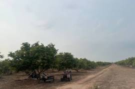 Excellent Plot of land Cashew Nut Farm for sale in