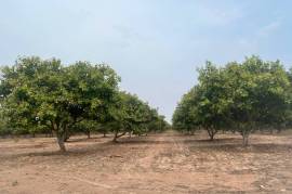 Excellent Plot of land Cashew Nut Farm for sale in