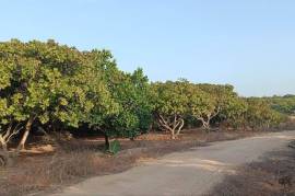 Excellent Plot of land Cashew Nut Farm for sale in
