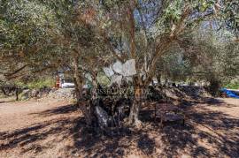 3 bedroom farmhouse with 2 outbuildings and 3 hectares (7.5 aces) for modernisation. Santa Bárbara de Nexe. 3 bedroom farmhouse with 2 outbuildings and 3 hectares (7.5 aces) for modernisation. Santa Bárbara de Nexe.