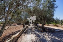 3 bedroom farmhouse with 2 outbuildings and 3 hectares (7.5 aces) for modernisation. Santa Bárbara de Nexe. 3 bedroom farmhouse with 2 outbuildings and 3 hectares (7.5 aces) for modernisation. Santa Bárbara de Nexe.