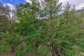 Excellent Plot of land for sale in Cochrane Aysen