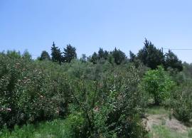 Excellent 4 Bed House For sale in Kapandriti Attica Greece