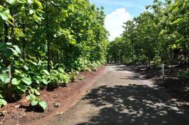 Lot #17 in Pinilla Teka: 5,000m2 Lot in Altos de Pinilla, Tranquility and Opportunity 10 Minutes from Playa Avellanas! Lot #17 in Pinilla Teka: 5,000m2 Lot in Altos de Pinilla, Tranquility and Opportunity 10 Minutes from Playa Avellanas!