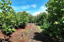 Lot #17 in Pinilla Teka: 5,000m2 Lot in Altos de Pinilla, Tranquility and Opportunity 10 Minutes from Playa Avellanas! Lot #17 in Pinilla Teka: 5,000m2 Lot in Altos de Pinilla, Tranquility and Opportunity 10 Minutes from Playa Avellanas!