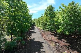 Lot #17 in Pinilla Teka: 5,000m2 Lot in Altos de Pinilla, Tranquility and Opportunity 10 Minutes from Playa Avellanas! Lot #17 in Pinilla Teka: 5,000m2 Lot in Altos de Pinilla, Tranquility and Opportunity 10 Minutes from Playa Avellanas!