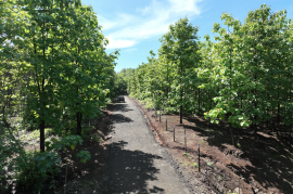 Lot #17 in Pinilla Teka: 5,000m2 Lot in Altos de Pinilla, Tranquility and Opportunity 10 Minutes from Playa Avellanas! Lot #17 in Pinilla Teka: 5,000m2 Lot in Altos de Pinilla, Tranquility and Opportunity 10 Minutes from Playa Avellanas!