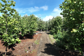 Lot #17 in Pinilla Teka: 5,000m2 Lot in Altos de Pinilla, Tranquility and Opportunity 10 Minutes from Playa Avellanas! Lot #17 in Pinilla Teka: 5,000m2 Lot in Altos de Pinilla, Tranquility and Opportunity 10 Minutes from Playa Avellanas!