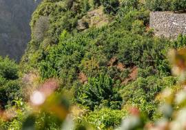 Land in Faial with Unique Potential with 11,605m² Land in Faial with Unique Potential with 11,605m²