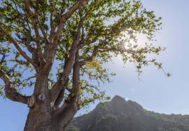 Land in Faial with Unique Potential with 11,605m² Land in Faial with Unique Potential with 11,605m²