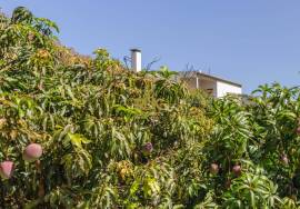 Land in Faial with Unique Potential with 11,605m² Land in Faial with Unique Potential with 11,605m²