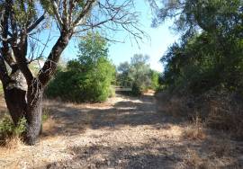 Development Opportunity
