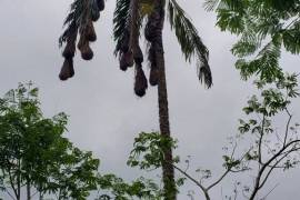 Stunning 2 Bed House With Food Forest For Sale in Turrialba Costa