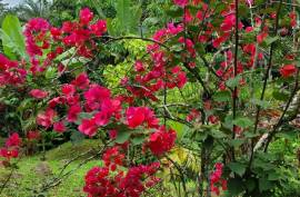 Stunning 2 Bed House With Food Forest For Sale in Turrialba Costa