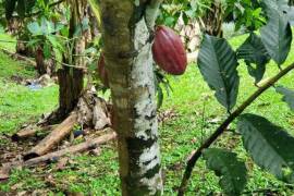 Stunning 2 Bed House With Food Forest For Sale in Turrialba Costa
