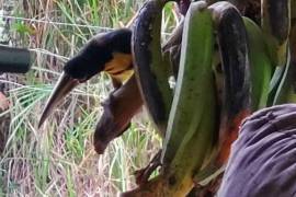 Stunning 2 Bed House With Food Forest For Sale in Turrialba Costa