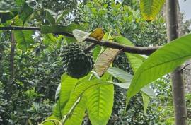 Stunning 2 Bed House With Food Forest For Sale in Turrialba Costa