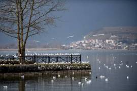 Excellent Plot of land for sale in Vitsa Zagori