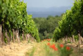 Exceptional Vine Growing Property in 36 Hectares