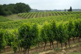 Exceptional Vine Growing Property in 36 Hectares