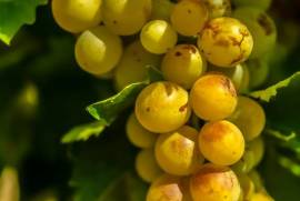 Exceptional Vine Growing Property in 36 Hectares
