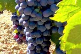 Exceptional Vine Growing Property in 36 Hectares