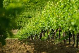 Exceptional Vine Growing Property in 36 Hectares