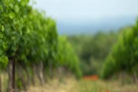 Exceptional Vine Growing Property in 36 Hectares