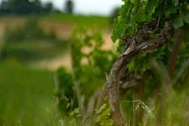 Exceptional Vine Growing Property in 36 Hectares