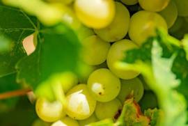 Exceptional Vine Growing Property in 36 Hectares