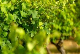 Exceptional Vine Growing Property in 36 Hectares