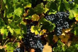 Exceptional Vine Growing Property in 36 Hectares