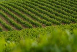 Exceptional Vine Growing Property in 36 Hectares