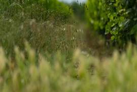 Exceptional Vine Growing Property in 36 Hectares