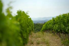 Exceptional Vine Growing Property in 36 Hectares