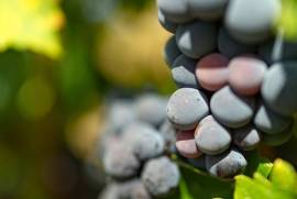 Exceptional Vine Growing Property in 36 Hectares