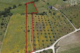 Rural land Santarém Vale de Figueira