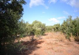 Plot with Ruin and Approved Project for a Countryside Villa Plot with Ruin and Approved Project for a Countryside Villa