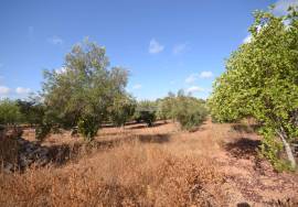 Plot with Ruin and Approved Project for a Countryside Villa Plot with Ruin and Approved Project for a Countryside Villa