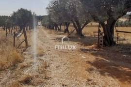 Farm with 32,500 m2 in Elvas-Alentejo- Portugal Farm with 32,500 m2 in Elvas-Alentejo- Portugal