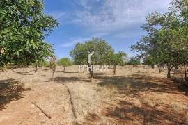 Farm with 32,500 m2 in Elvas-Alentejo- Portugal Farm with 32,500 m2 in Elvas-Alentejo- Portugal