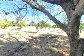 Farm with 32,500 m2 in Elvas-Alentejo- Portugal Farm with 32,500 m2 in Elvas-Alentejo- Portugal