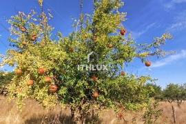 Farm with 32,500 m2 in Elvas-Alentejo- Portugal Farm with 32,500 m2 in Elvas-Alentejo- Portugal